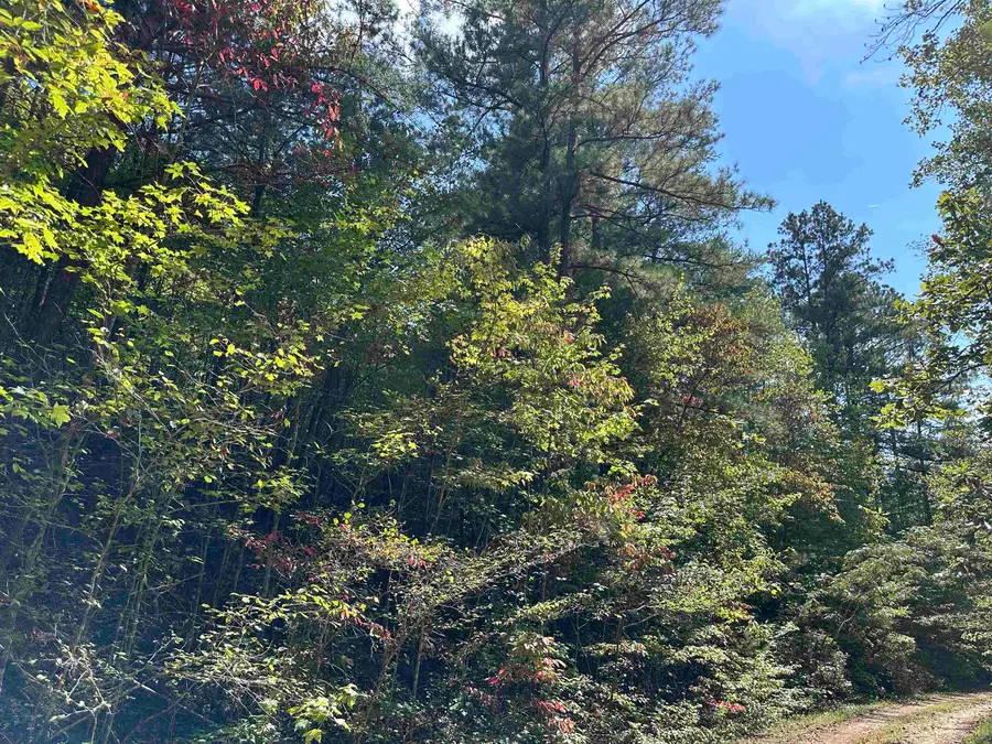 0 Co Rd 3034, Double Springs, AL 35553 - #3