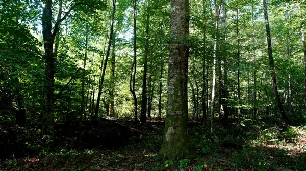 00 Ables Rd, Cherokee, AL 35616