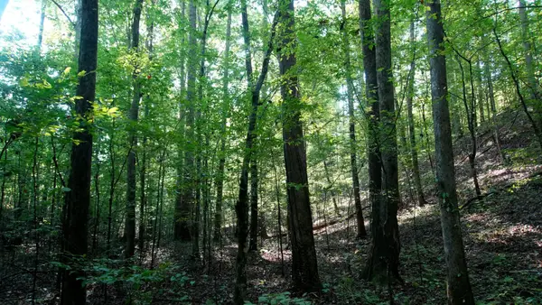 00 Ables Rd, Cherokee, AL 35616