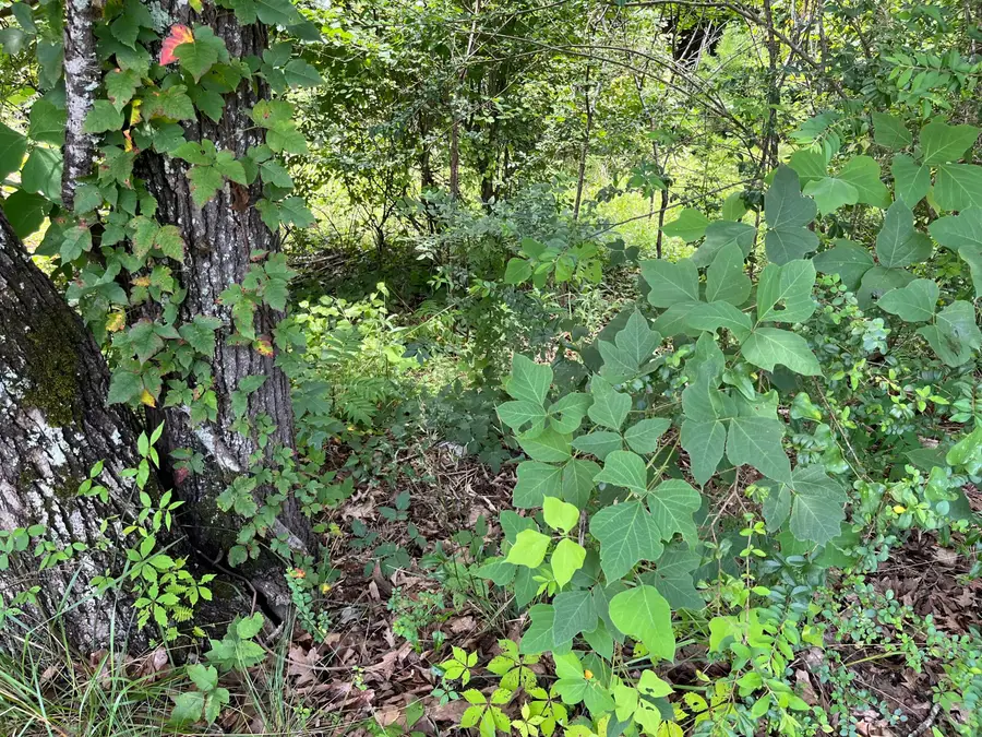 1401 Pridmore Rd, Quinton, AL 35130 - Image #2