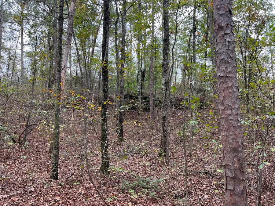 141 & 144 County Rd 219, Arley, AL 35541 - Image #3