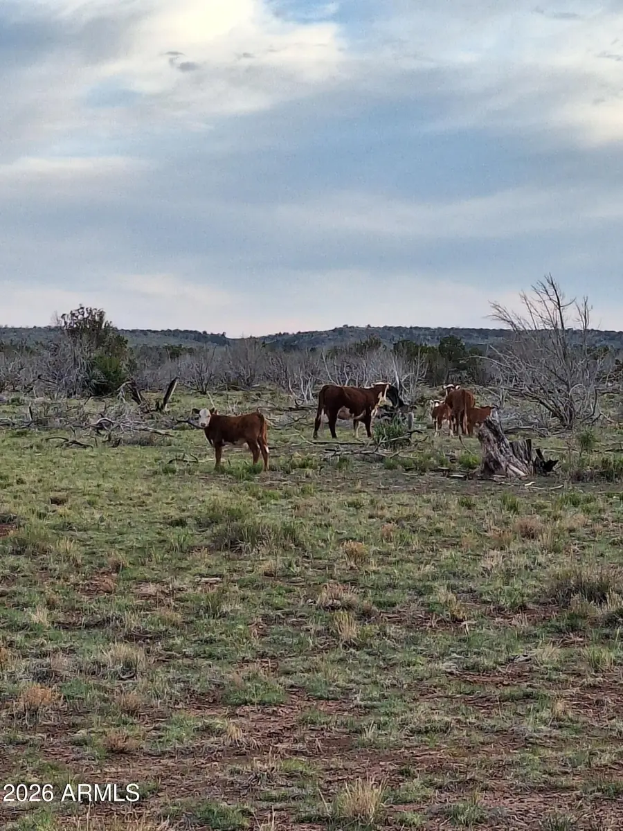 3904 S Santa Clara Road, Williams, AZ 86046 - #3