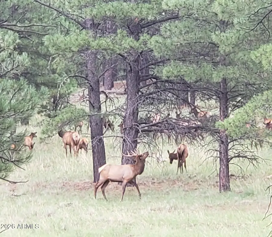 7851 Pine Country Lane, Flagstaff, AZ 86004 - #2