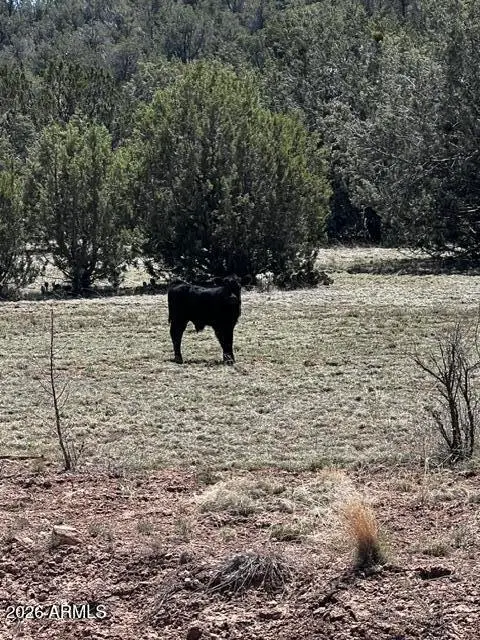 Lot 15 Juniper Mtn Ranches Unit 1 -- #15, Seligman, AZ 86337 - #1