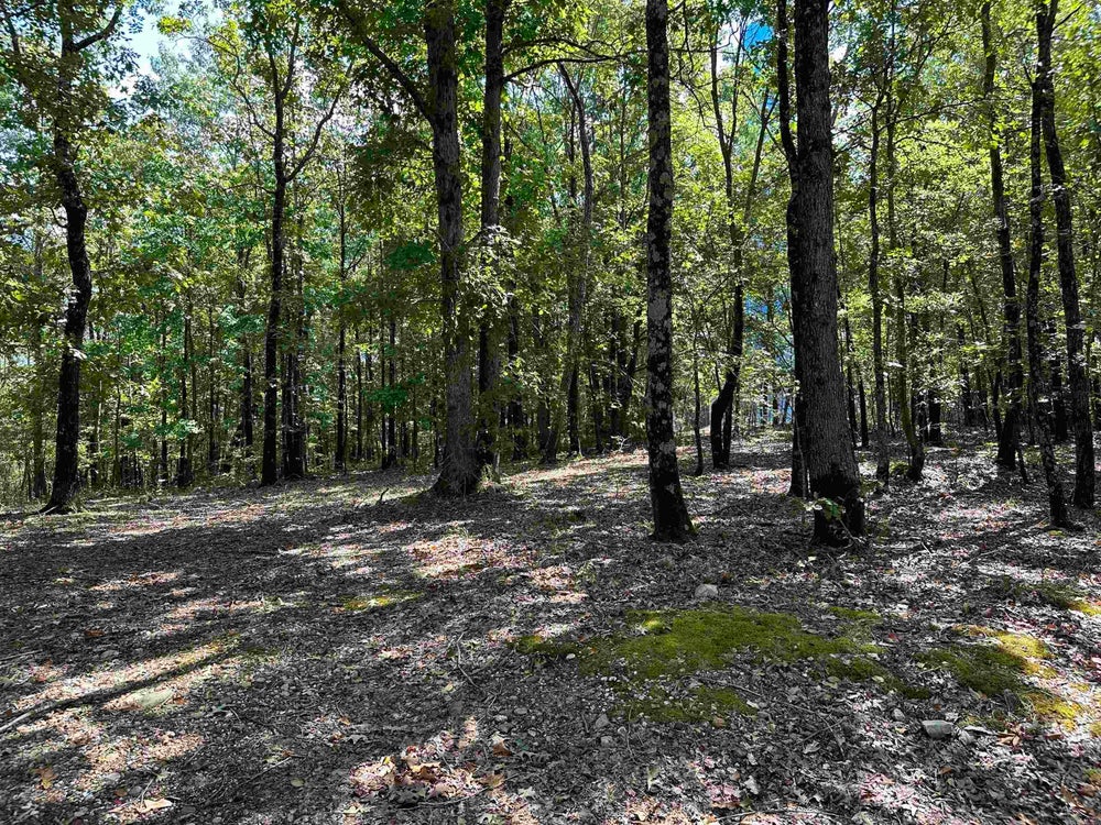 342 Hillside, Cove, AR 72104 ERA