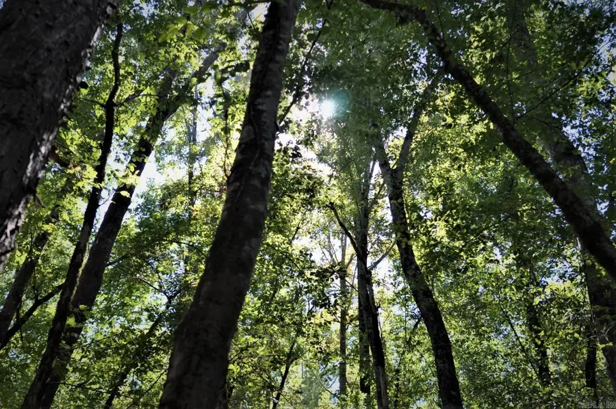 000 Dallas 273, Sparkman, AR 71763 - Image #3