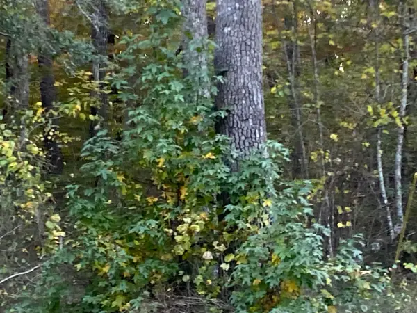 Address Withheld By Seller, Hot Springs Village, AR 71909