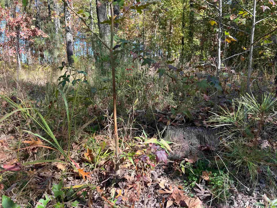 Address Withheld By Seller, Pine Bluff, AR 71603 - Image #3