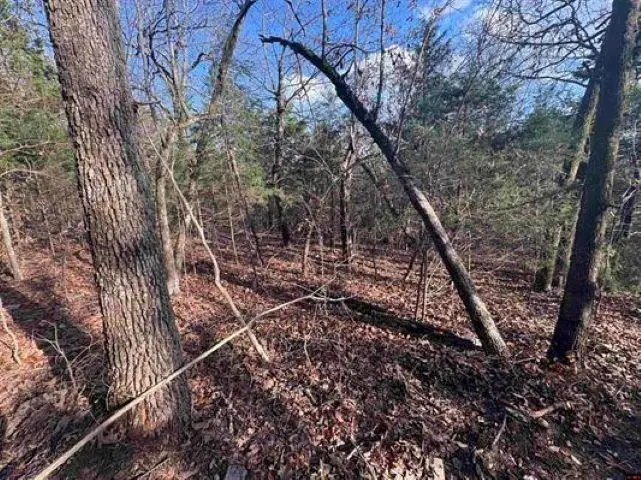 Tract C Hwy 101, Gamaliel, AR 72537 - Image #3