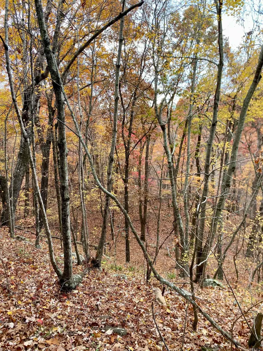 40 Acres +/- Off Cr 4540, Ozone, AR 72854 - Image #3