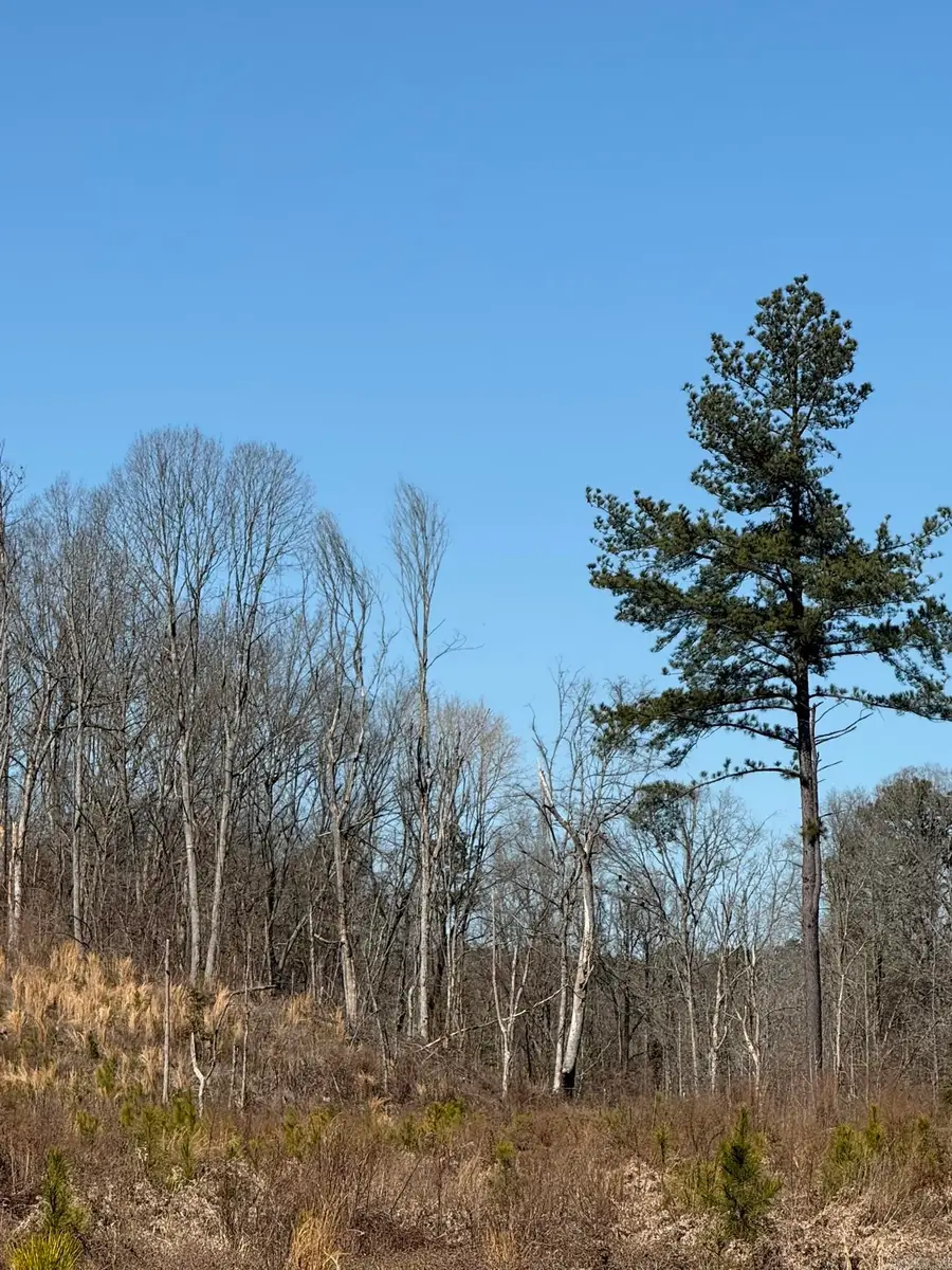 TBD Hempstead 18, Blevins, AR 71825 - #3