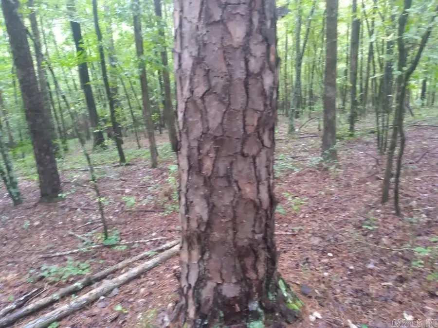 TBD Camden Lane, Bismarck Township, AR 71929 - #3