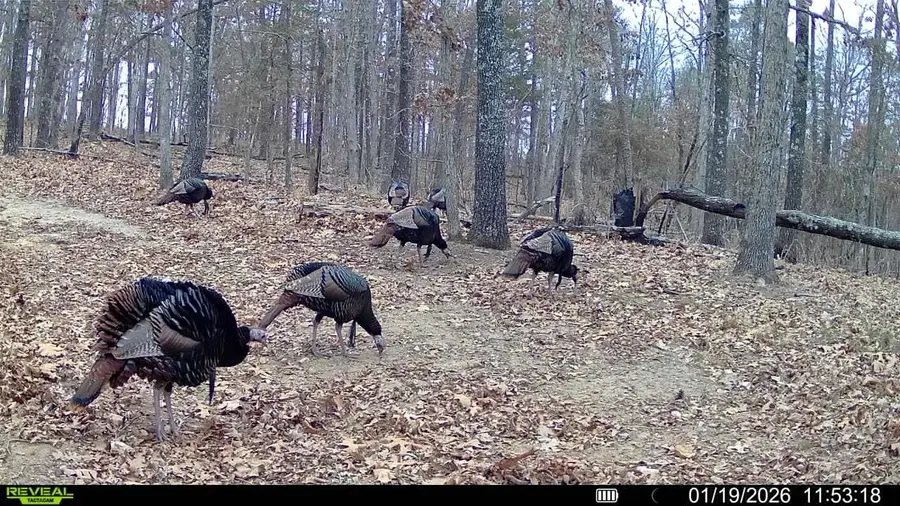 120A Campground Road, Wideman, AR 72585 - #3