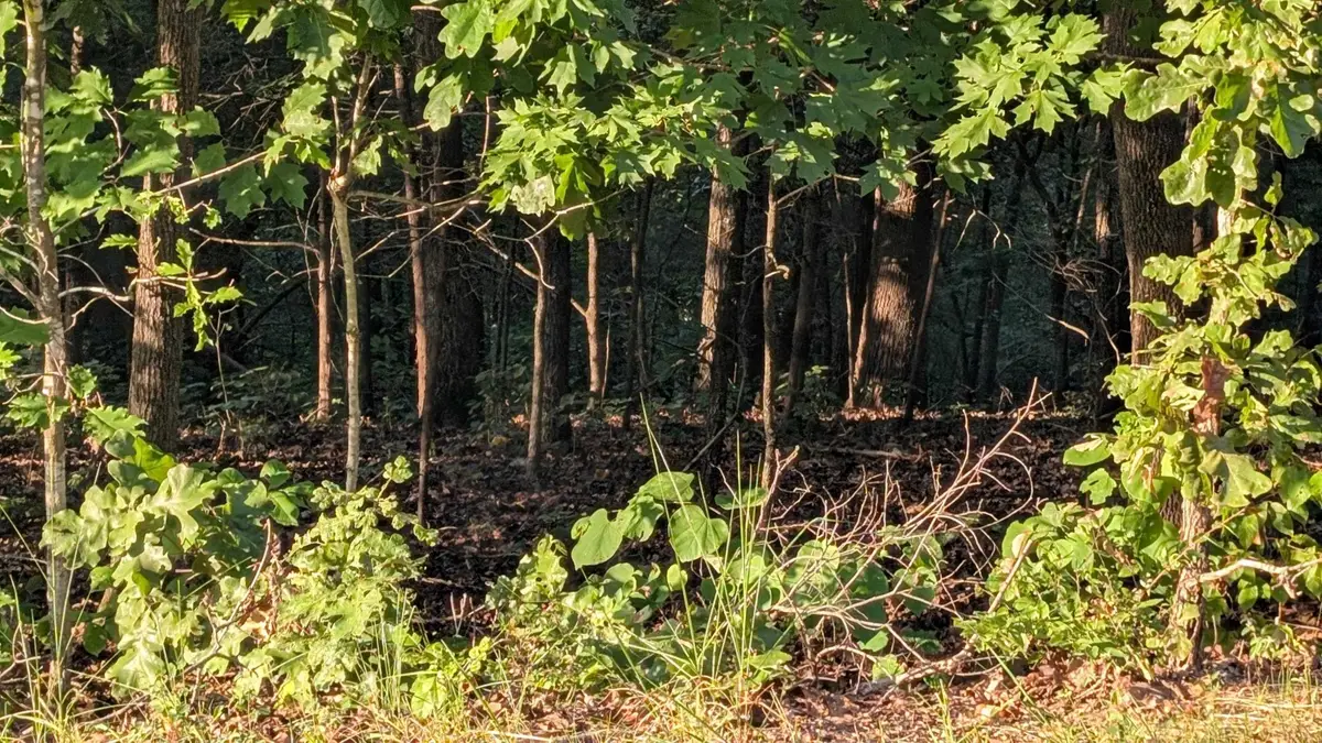 Tonto Drive, Cherokee Village, AR 72529 - #1