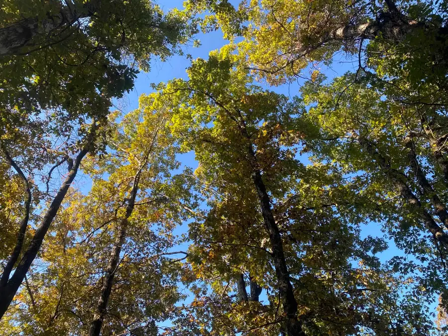 000 Jensen Road, Mountain View, AR 72560 - #2