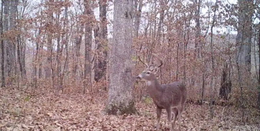 000 Fs 1548 Forest, Pettigrew, AR 72752 - #2