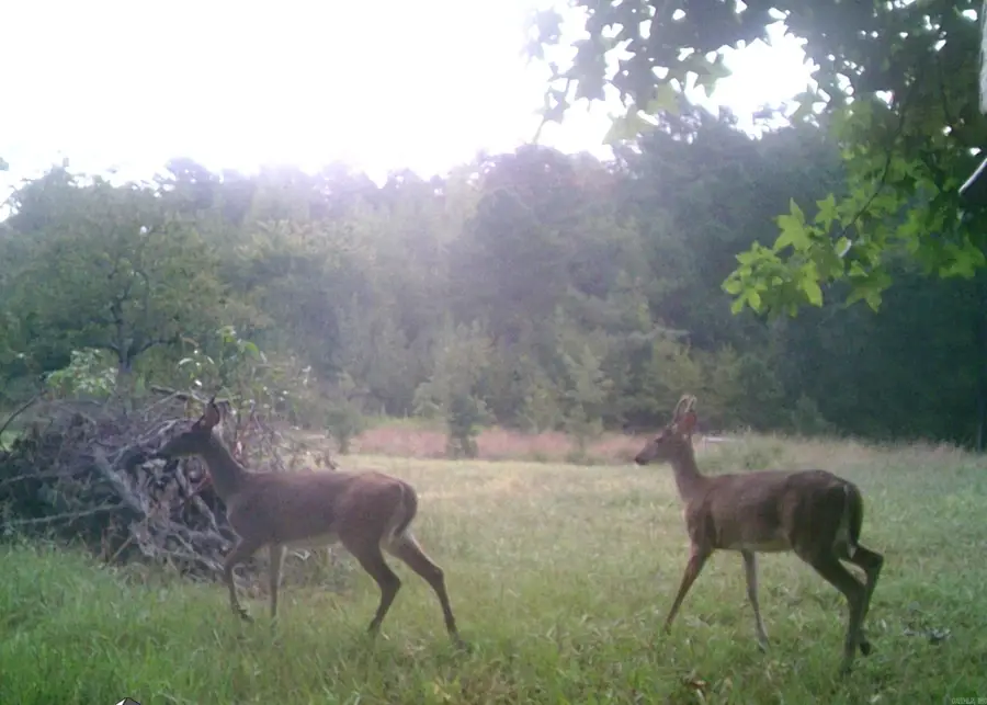 160 Polk Road 47, Mena, AR 71953 - #3