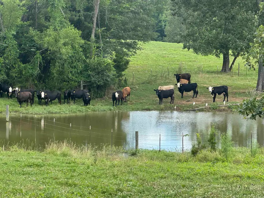 100 Acres Wynn Road, Dierks, AR 71833 - #2