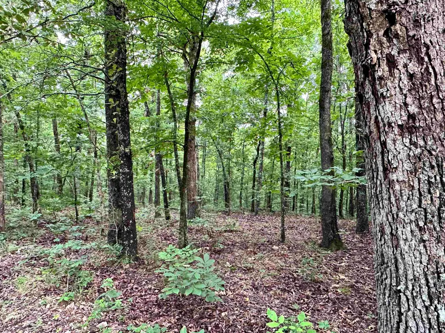 0 Palamino Drive, Williford, AR 72482 - #2