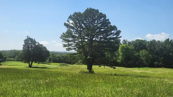 Tract 06 Whittington Homestead, Story, AR 71970