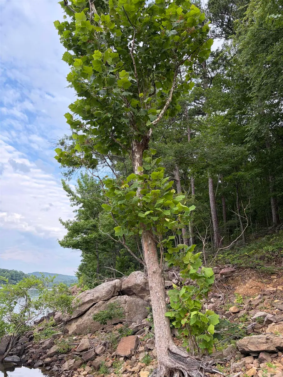 Bear Mountain Rd., Prim, AR 72130 - #2