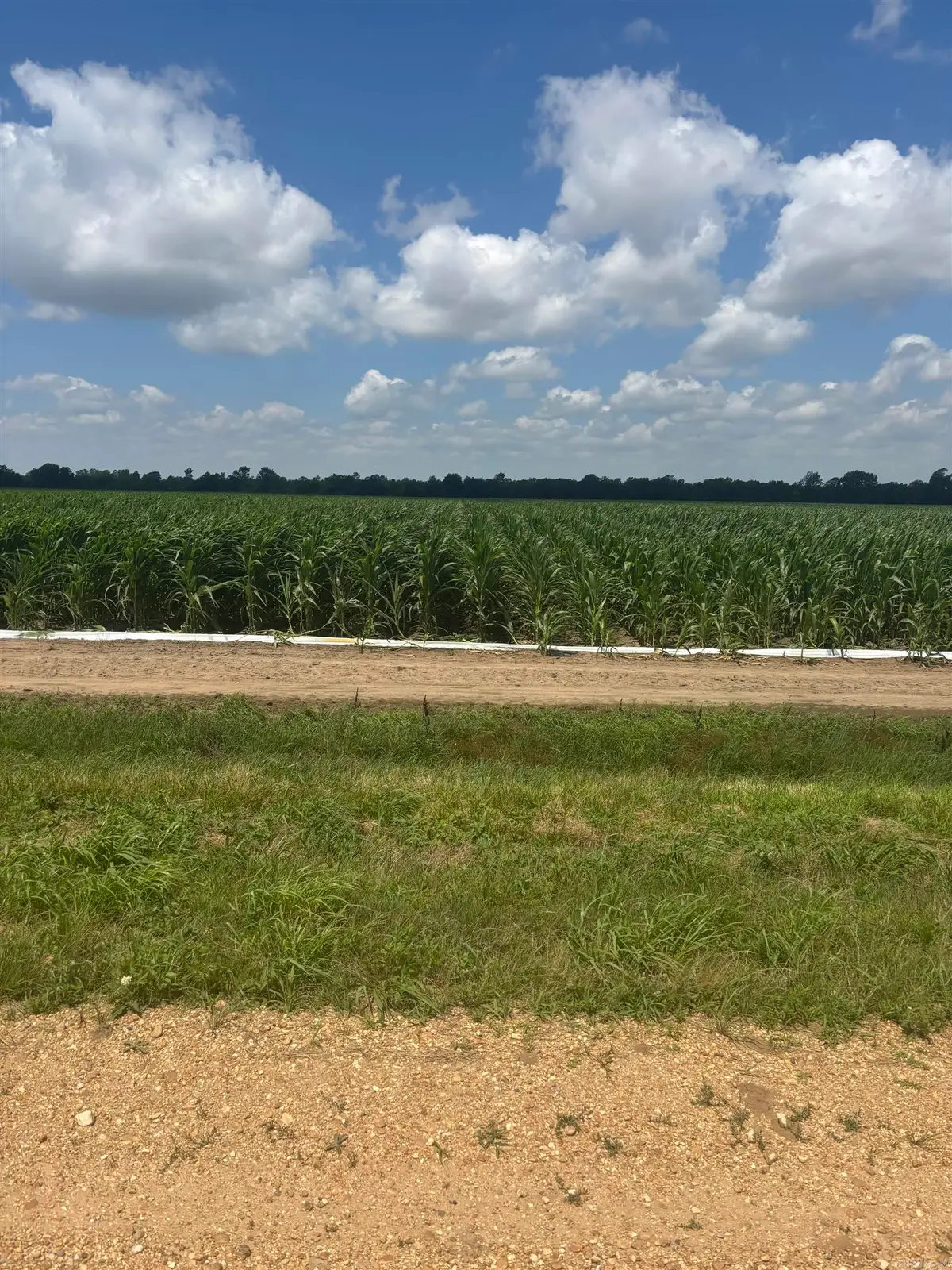 0000 Cr 876, Caraway, AR 72419 - #1