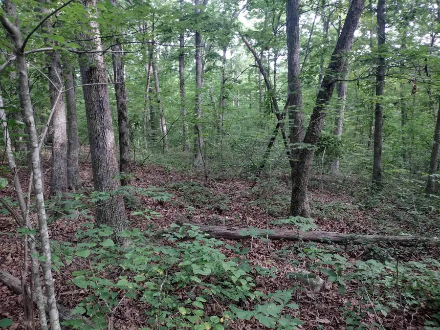 0 Iron Mountain Rd, Mountain View, AR 72560 - #2
