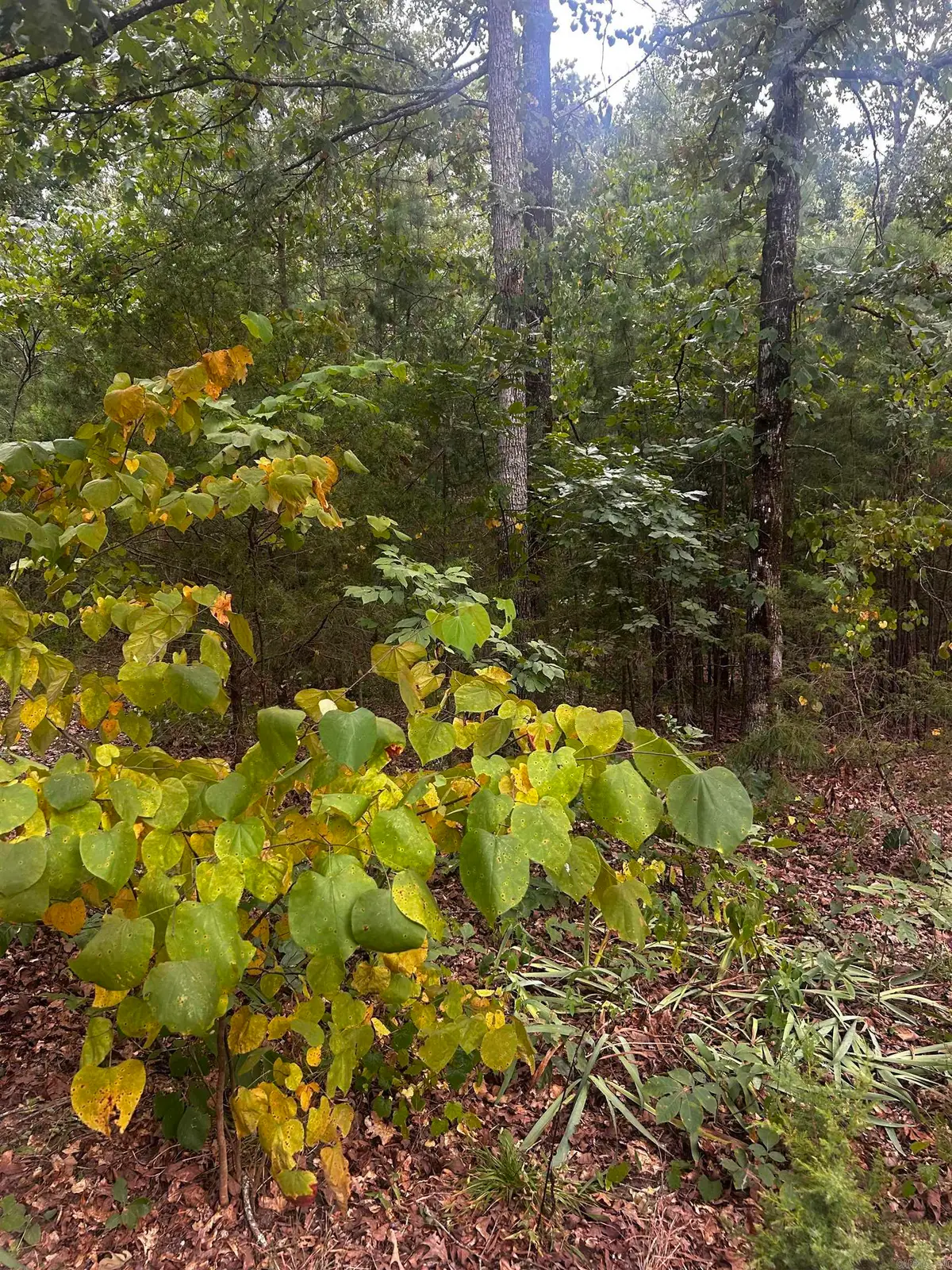 1223 Mill Creek Road, Higden, AR 72067 - #1