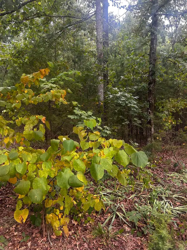 1223 Mill Creek Road, Higden, AR 72067