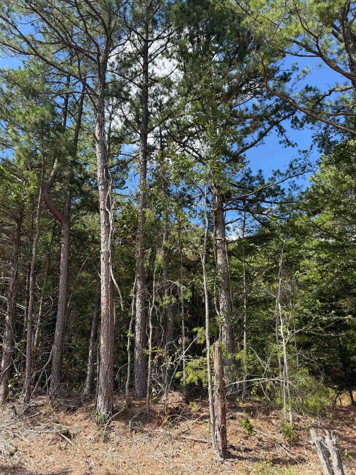 1A County Road 149, Elizabeth, AR 72531 - #1