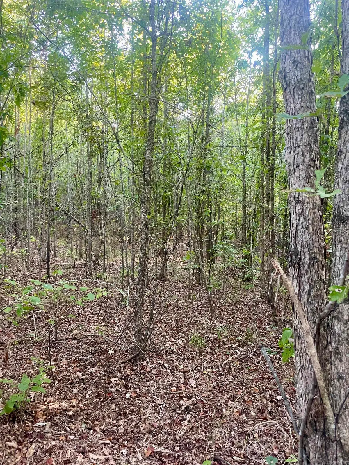 TBD Highway160, Doddridge, AR 71834 - #1