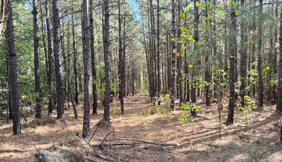TBD 38 Acres Dallas 429, Carthage, AR 71725 - #3