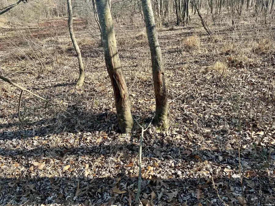 TBD Countess, Brown Springs, AR 71923 - Image #3