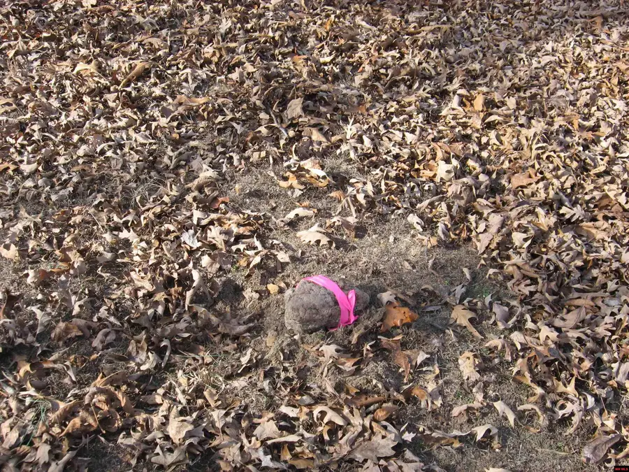 002-11058-005 SHOSHONI TRAIL, Clarkridge, AR 72623 - Image #3