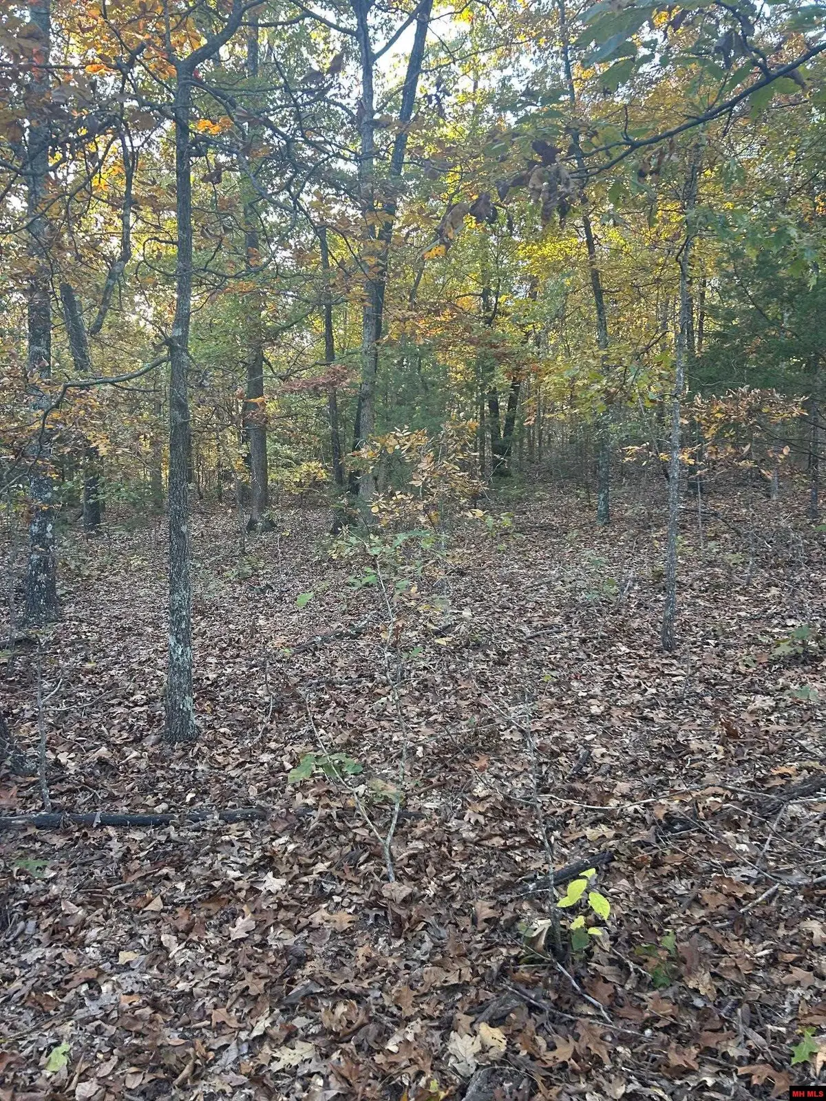 001-00749-000 CR 146, Henderson, AR 72544 - #1