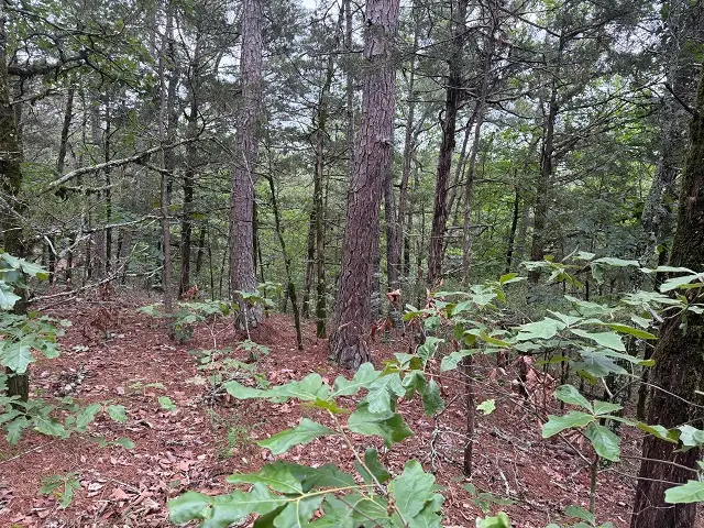 1031 Old Dolph Road, Calico Rock, AR 72519 - #3