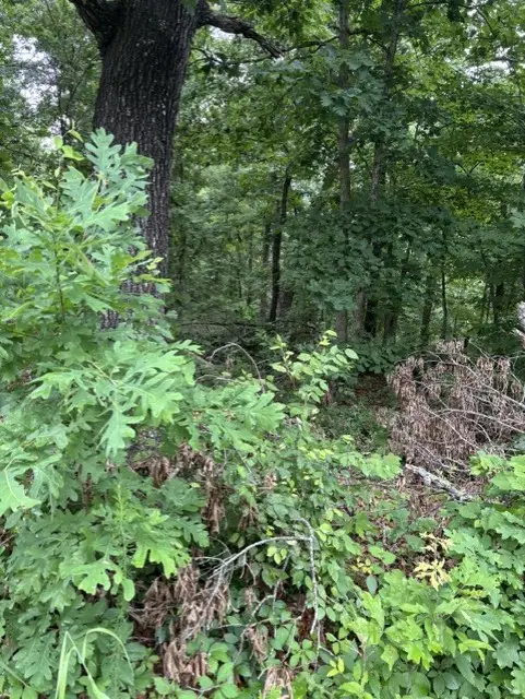Lot 14 Epping Drive, Bella Vista, AR 72714 - #1