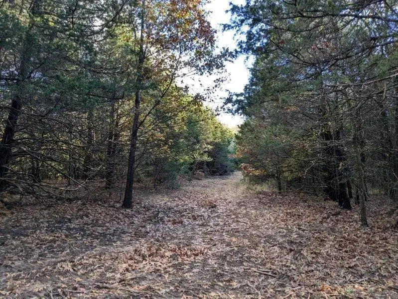 Pine Tree, Prairie Grove, AR 72753 - #1