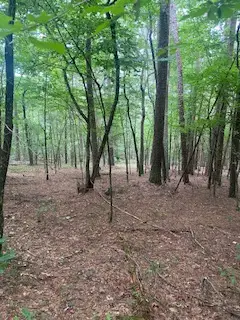 Tbd Cr 5211, Oark, AR 72852 - #2