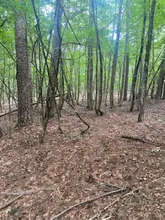 Tbd Cr 5211, Oark, AR 72852 - #3