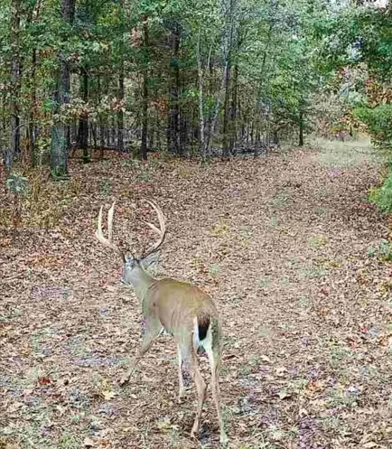 114 Acres Styles Road, Noel, MO 64854 - #1