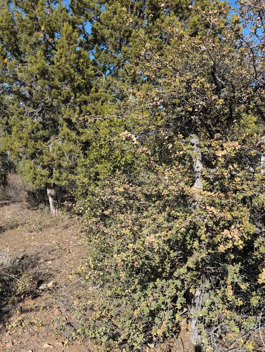 818 W Rim View Road, Payson, AZ 85541 - Image #3