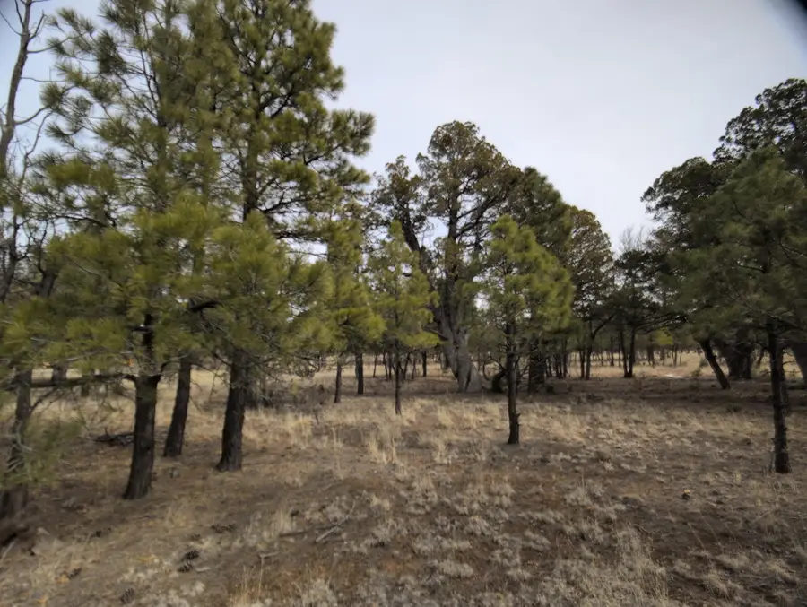 2399 Pine Crest Drive, Happy Jack, AZ 86024 - #3