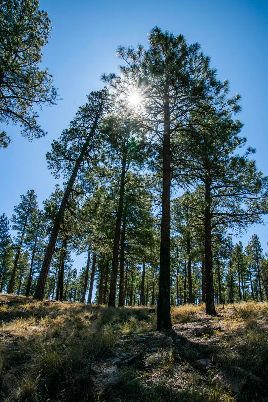 7770 Forest Service 112 Road, Happy Jack, AZ 86024 - #2