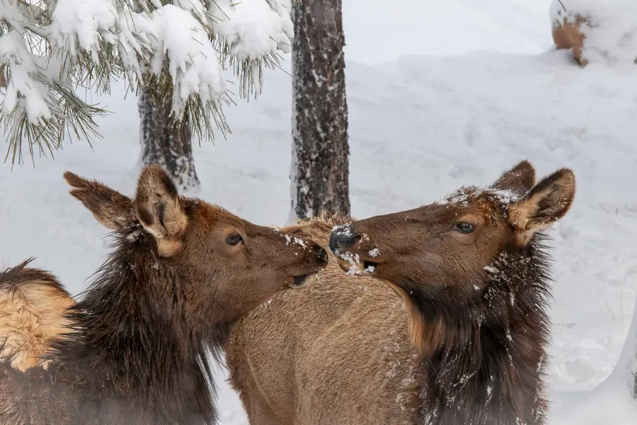 7770 Forest Service 112 Road, Happy Jack, AZ 86024 - #3