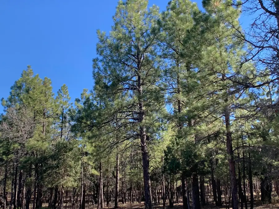 4566 Hackamore Way, Happy Jack, AZ 86024 - #2