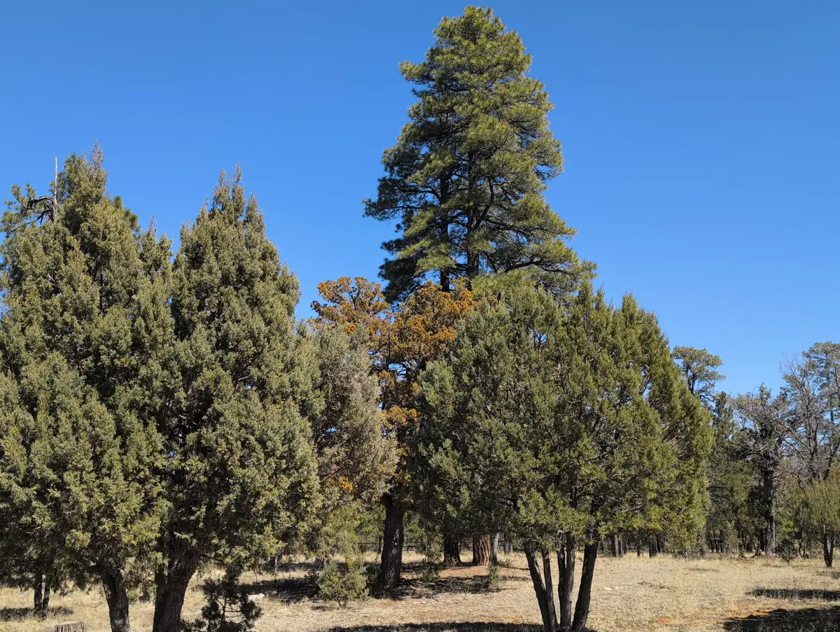 4913 Juniper Drive, Happy Jack, AZ 86024 - #1