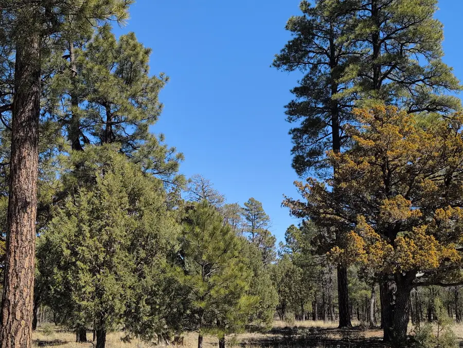 4913 Juniper Drive, Happy Jack, AZ 86024 - #2