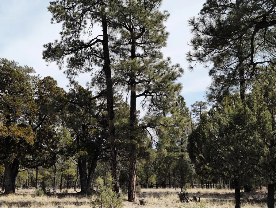 4913 Juniper Drive, Happy Jack, AZ 86024 - #3