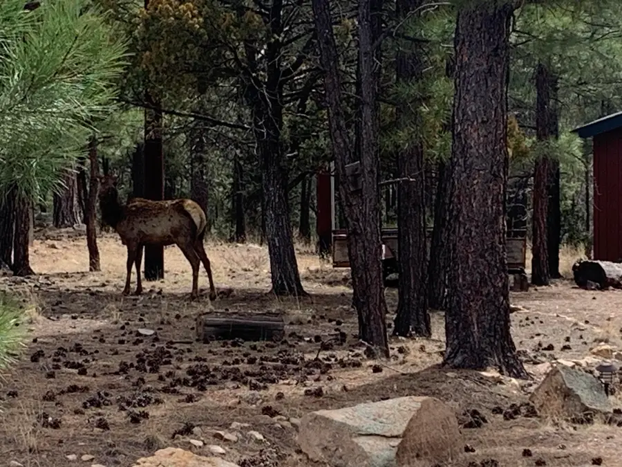 2386 Woody Pine Drive, Happy Jack, AZ 86024 - #3